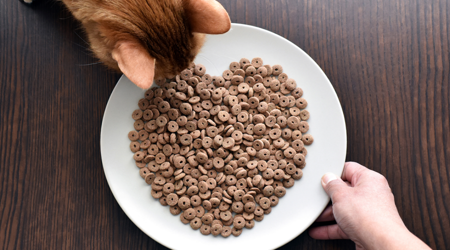 Alimentação saudável para gatos: Dicas e orientações nutricionais